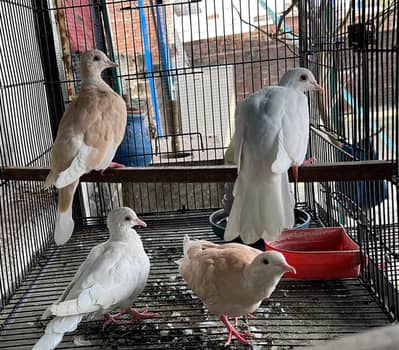 Dove white and light brown dove 2 pairs
