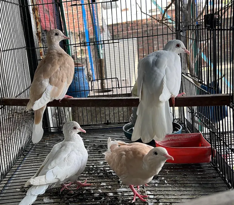 Dove white and light brown dove 2 pairs
