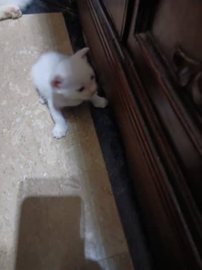 Turkish Van kittiens for Sale