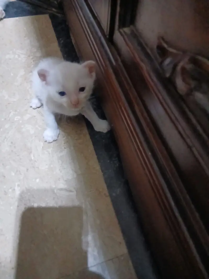 Turkish Van kittiens for Sale — photo 2