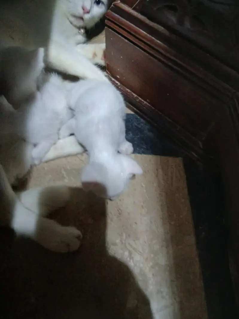 Turkish Van kittiens for Sale — photo 3