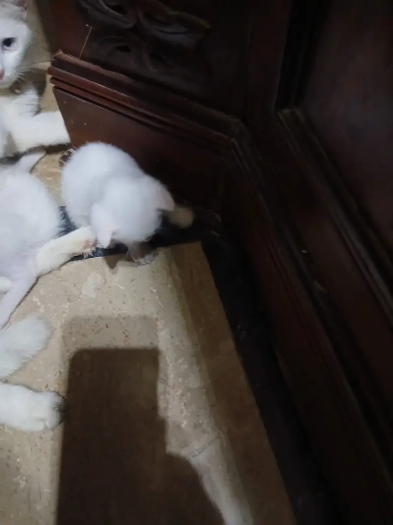 Turkish Van kittiens for Sale — photo 4