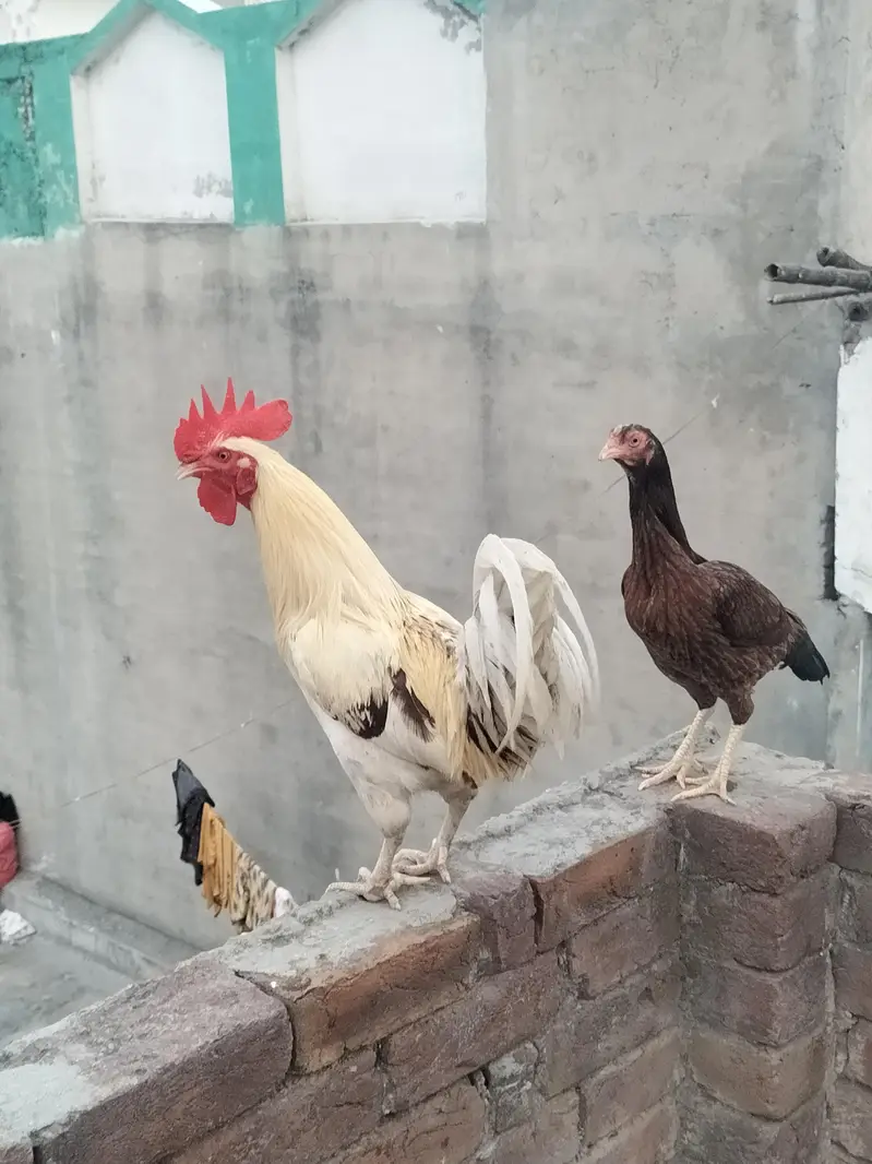 desi male aseel pure miawali female — photo 2