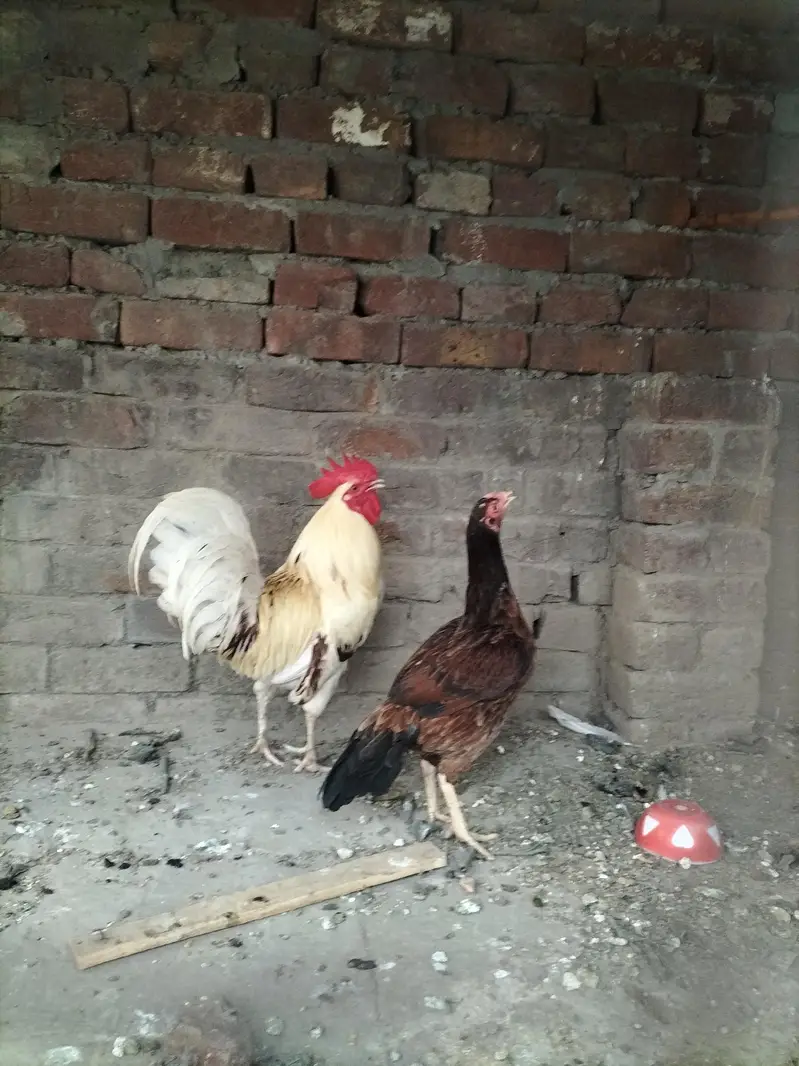 desi male aseel pure miawali female — photo 3