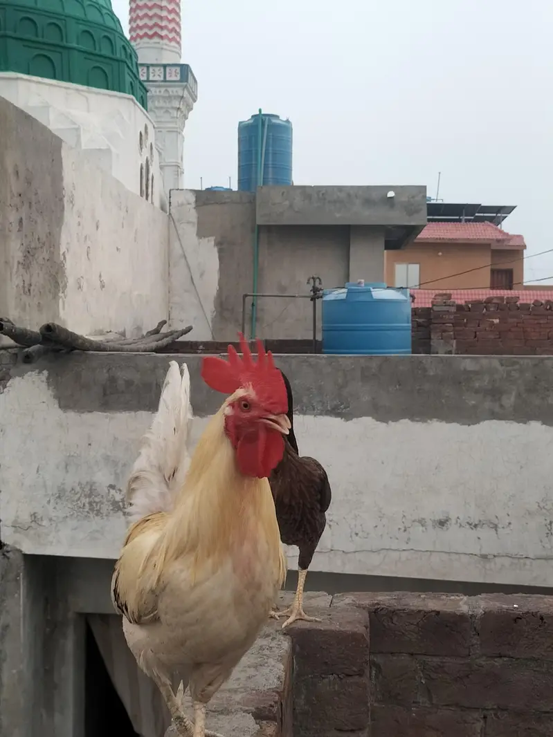 desi male aseel pure miawali female — photo 4