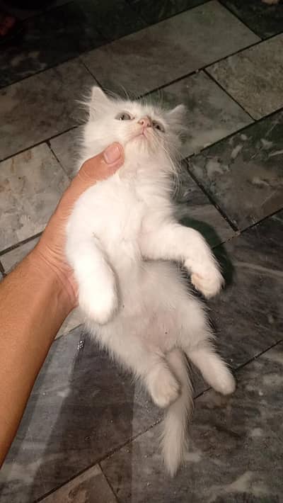 white cat is female and send one is male.