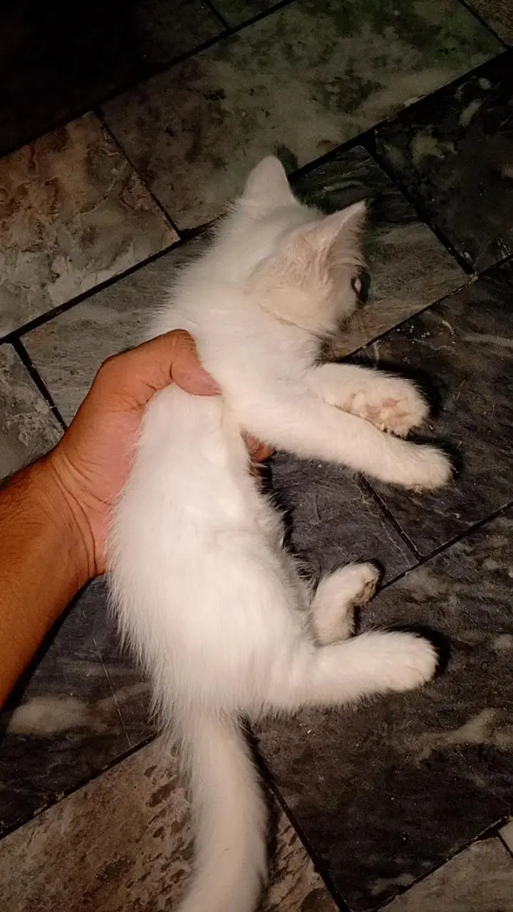 white cat is female and send one is male. — photo 2