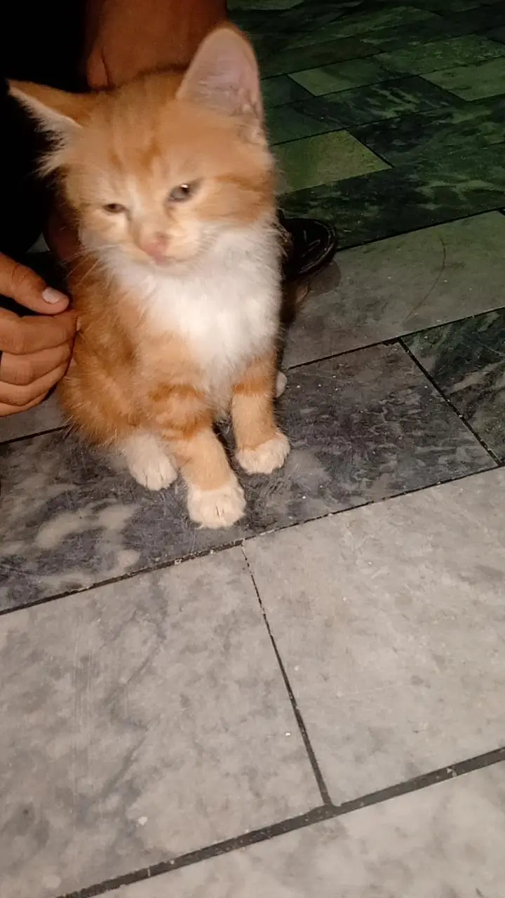 white cat is female and send one is male. — photo 3