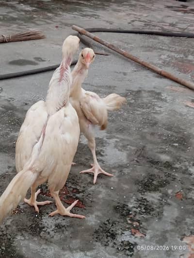 Heera Aseel chicks