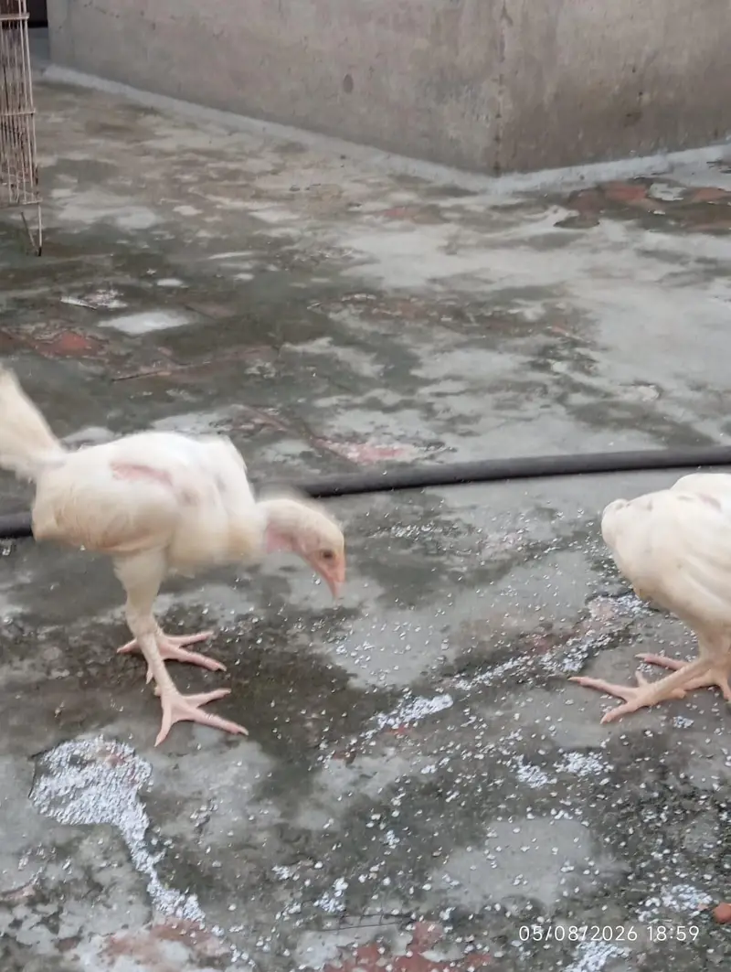 Heera Aseel chicks — photo 2