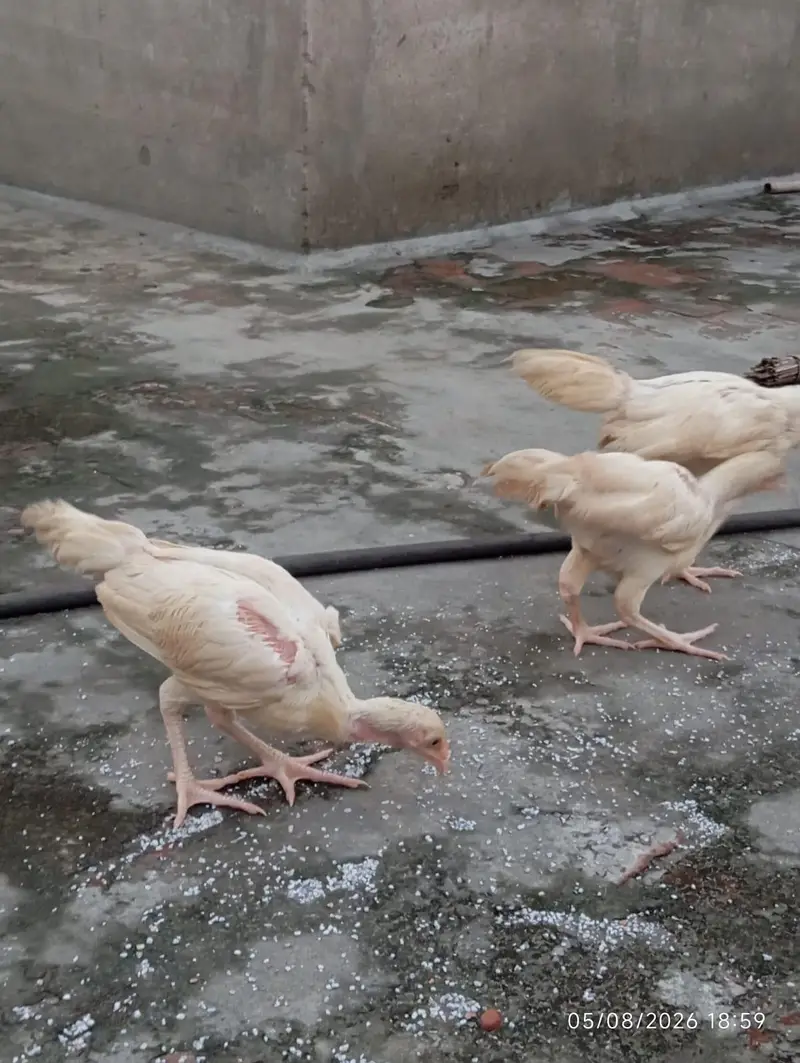 Heera Aseel chicks — photo 3
