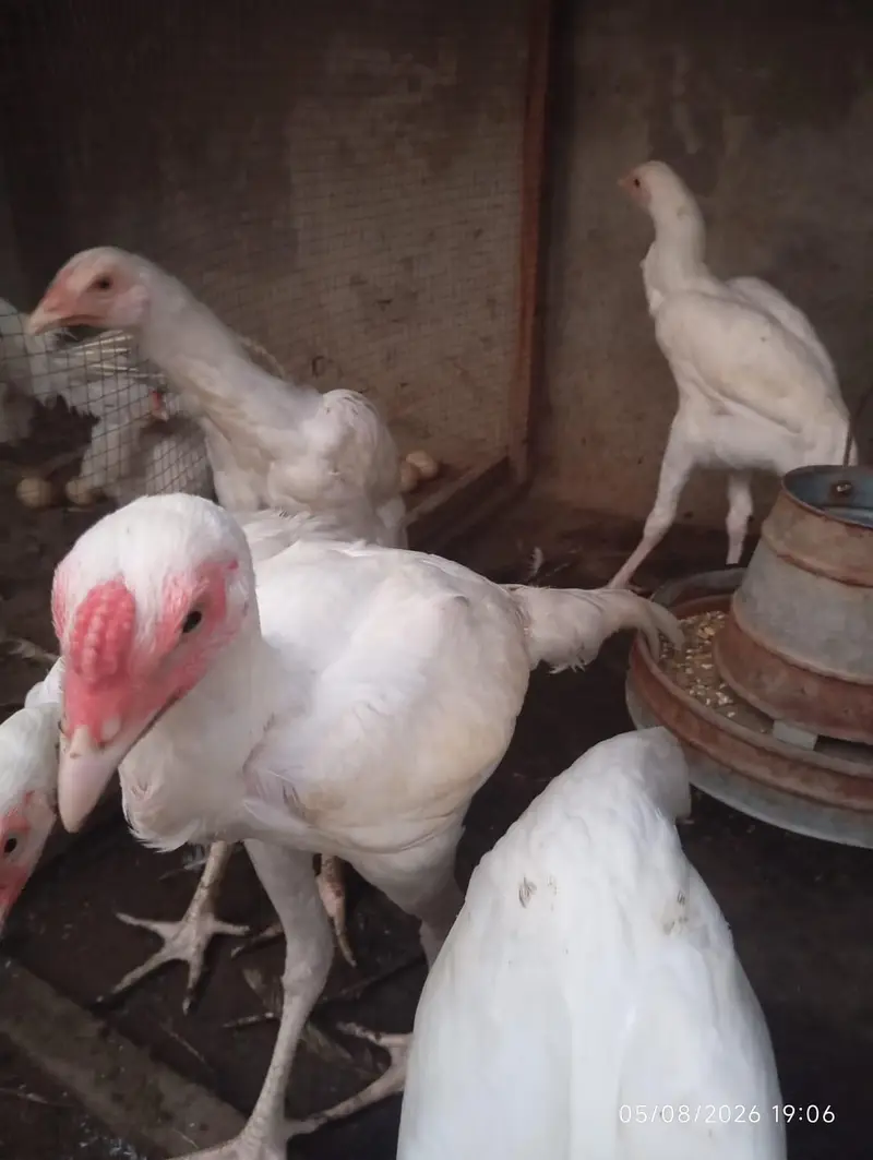 Heera Aseel chicks — photo 4