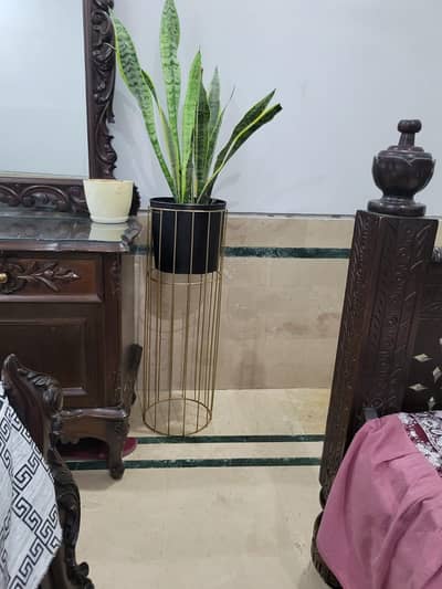 Beautiful Snake Plant with stand