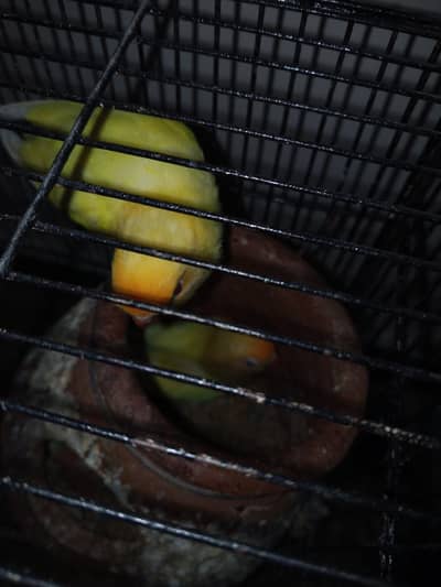 love birds for sale