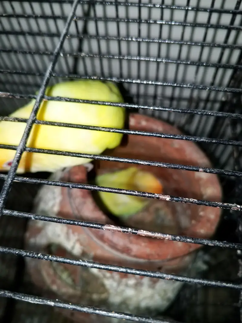 love birds for sale — photo 2