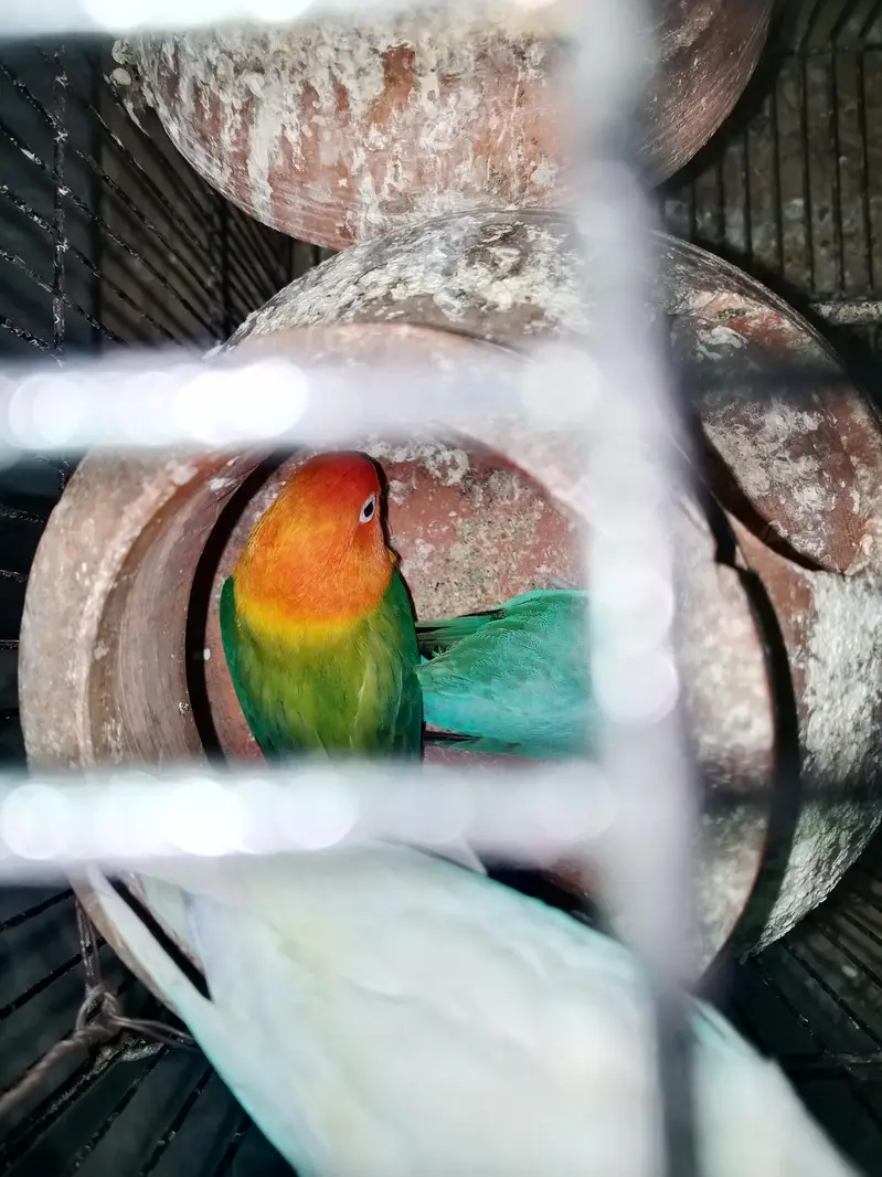 love birds for sale — photo 3