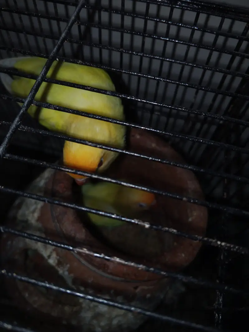 love birds for sale — photo 8