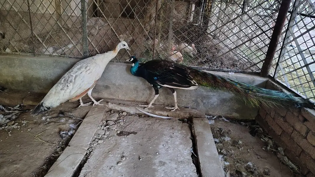 Beautiful & Healthy Peacock Pair for Sale