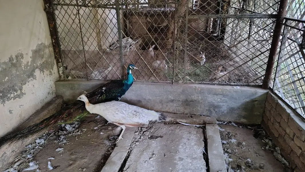 Beautiful & Healthy Peacock Pair for Sale — photo 2