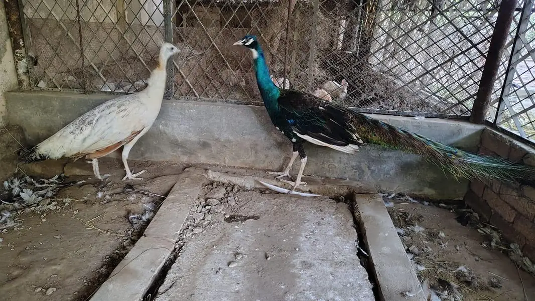 Beautiful & Healthy Peacock Pair for Sale — photo 3