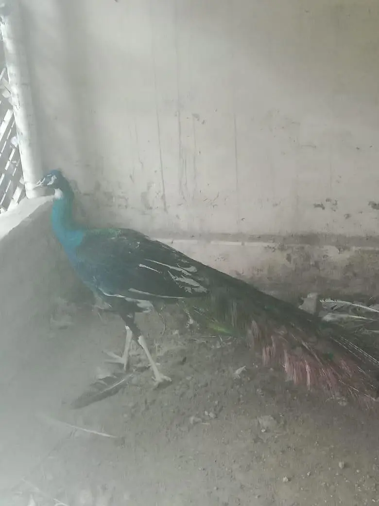 Beautiful & Healthy Peacock Pair for Sale — photo 4