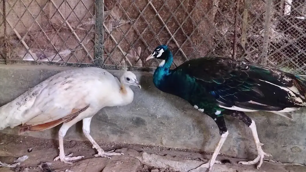 Beautiful & Healthy Peacock Pair for Sale — photo 5