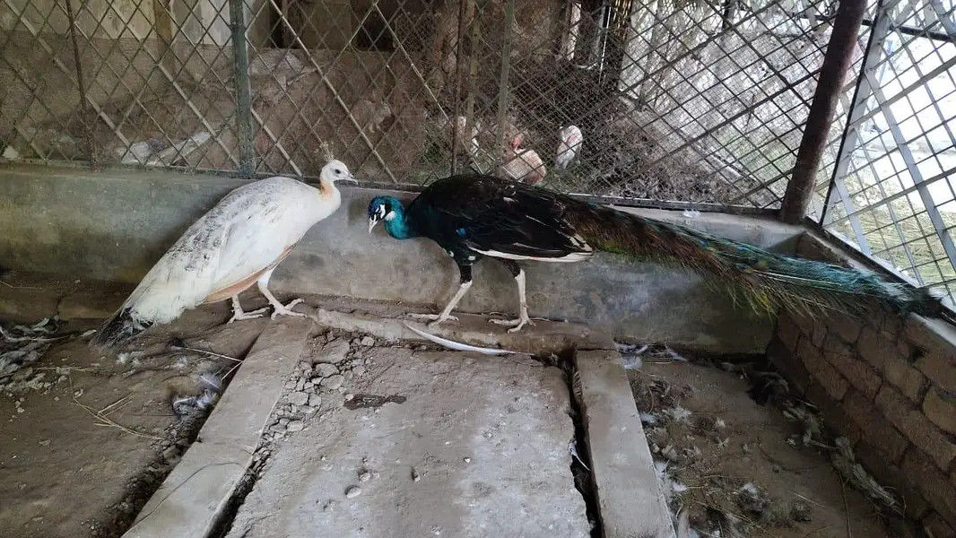 Beautiful & Healthy Peacock Pair for Sale — photo 6