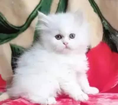 Persian cat for sale My whatapp number 03-09-37-13-671