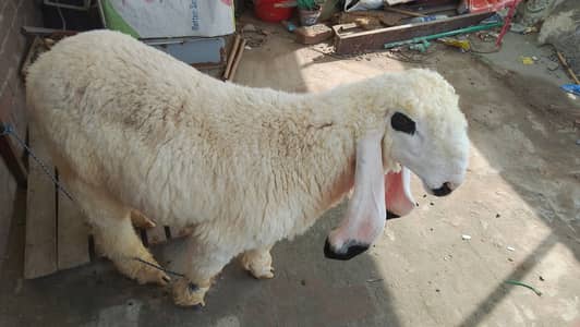 Kajala bak lakha