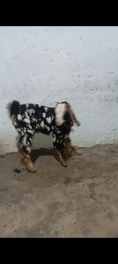 Bakra Males