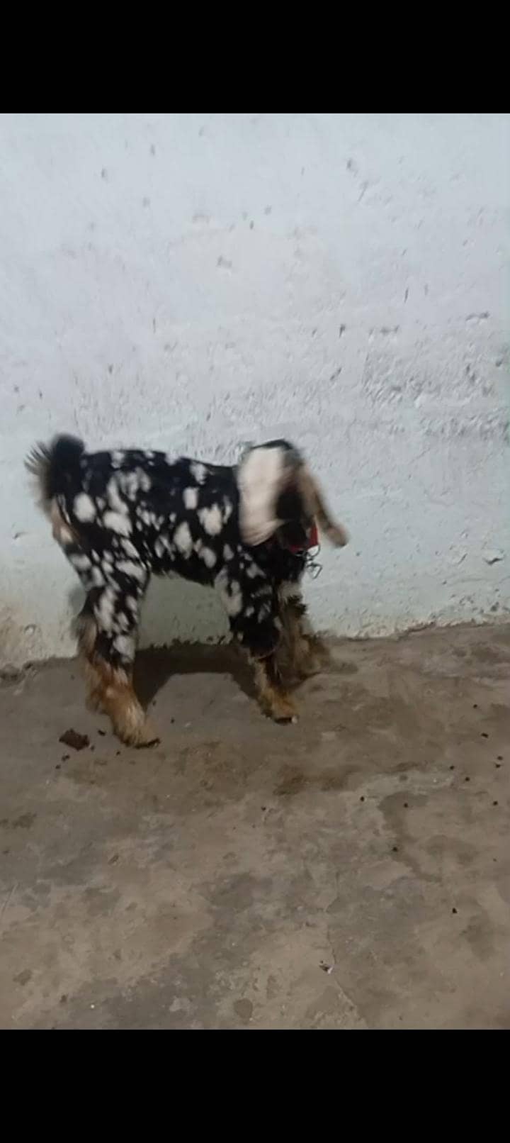 Bakra Males 0