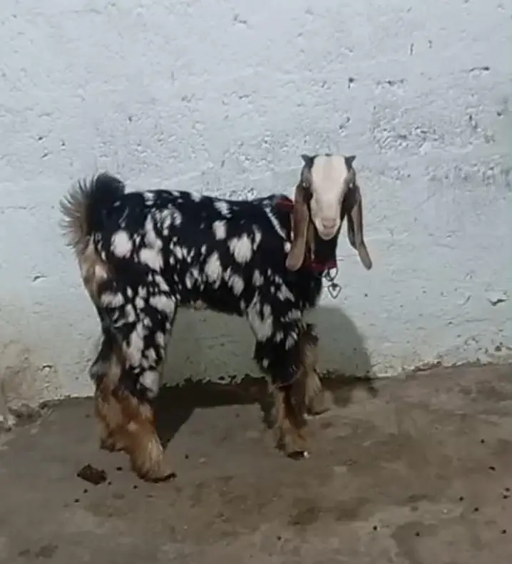 Bakra Males — photo 2