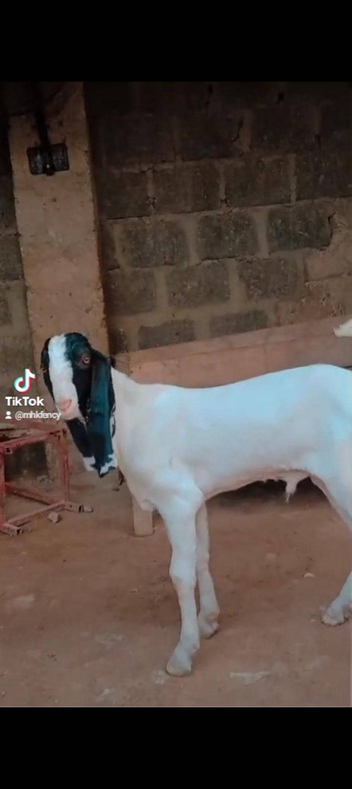 Bakra Males 3