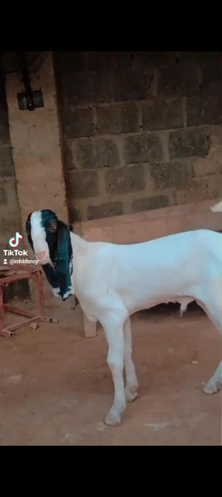 Bakra Males — photo 4