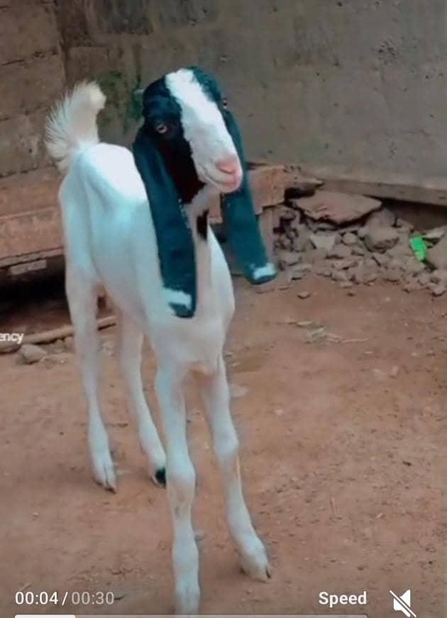 Bakra Males 4