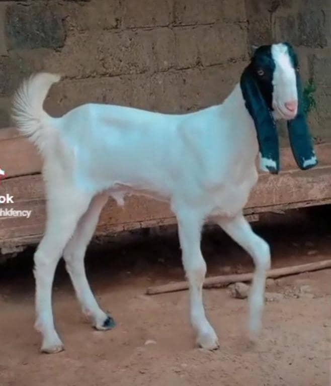 Bakra Males 5