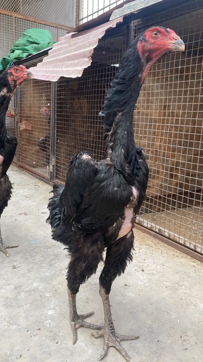 Top notch German Shamo Female — photo 2