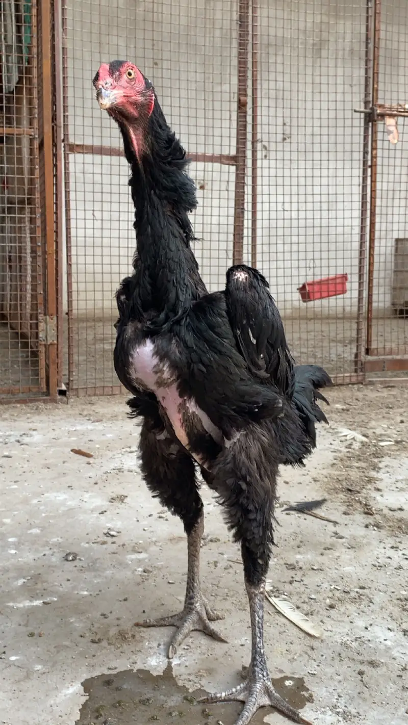 Top notch German Shamo Female — photo 3