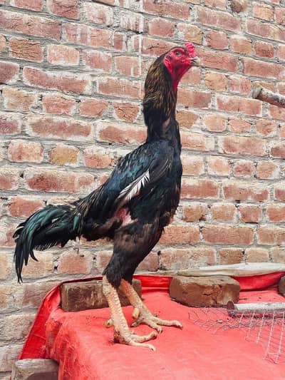O SHAMO ADULT BREEDER/ JAPANESE SHAMO
