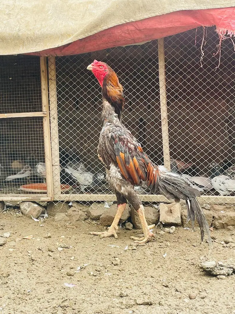 O SHAMO ADULT BREEDER/ JAPANESE SHAMO — photo 2
