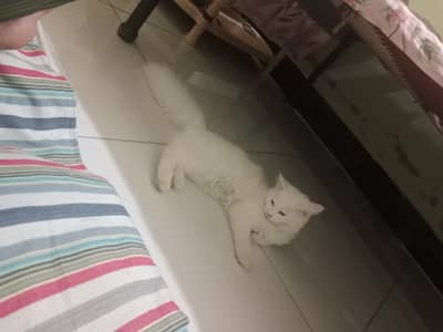 Persian cat female