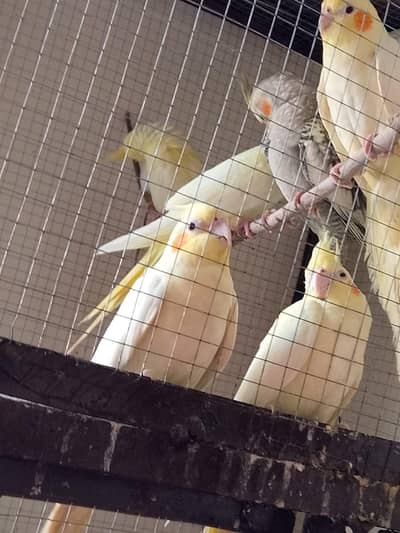 4 pair parrot one pair 4500