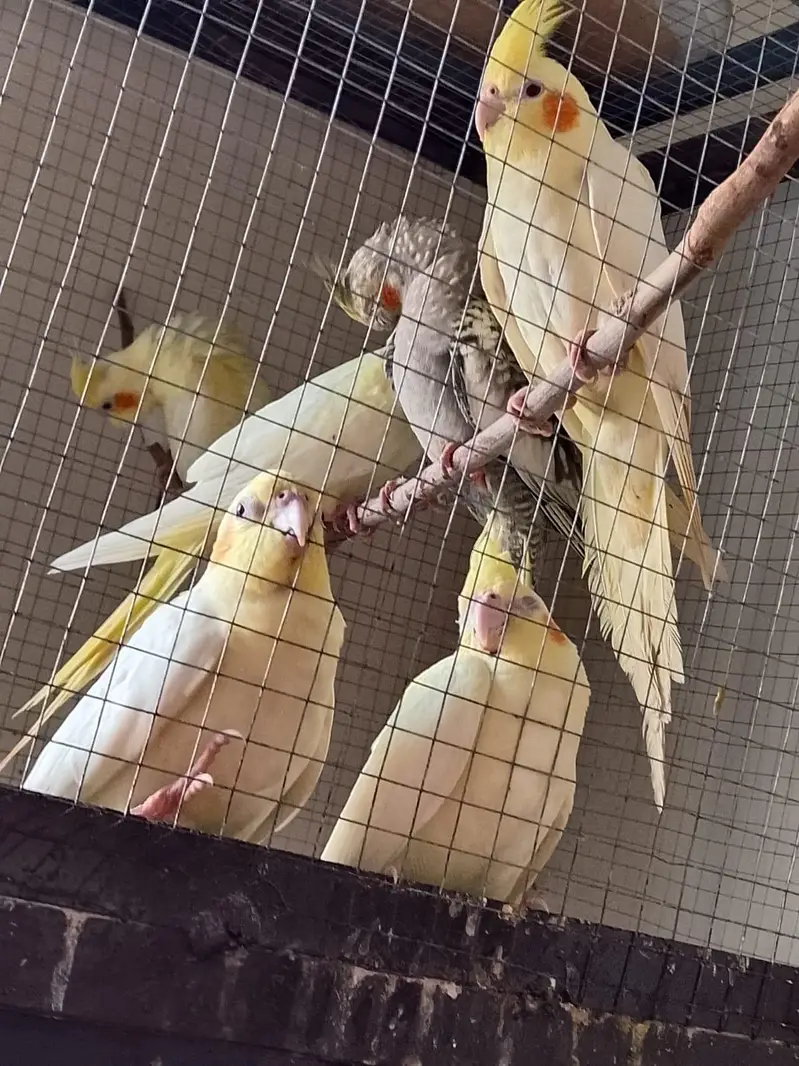 4 pair parrot one pair 4500 — photo 2