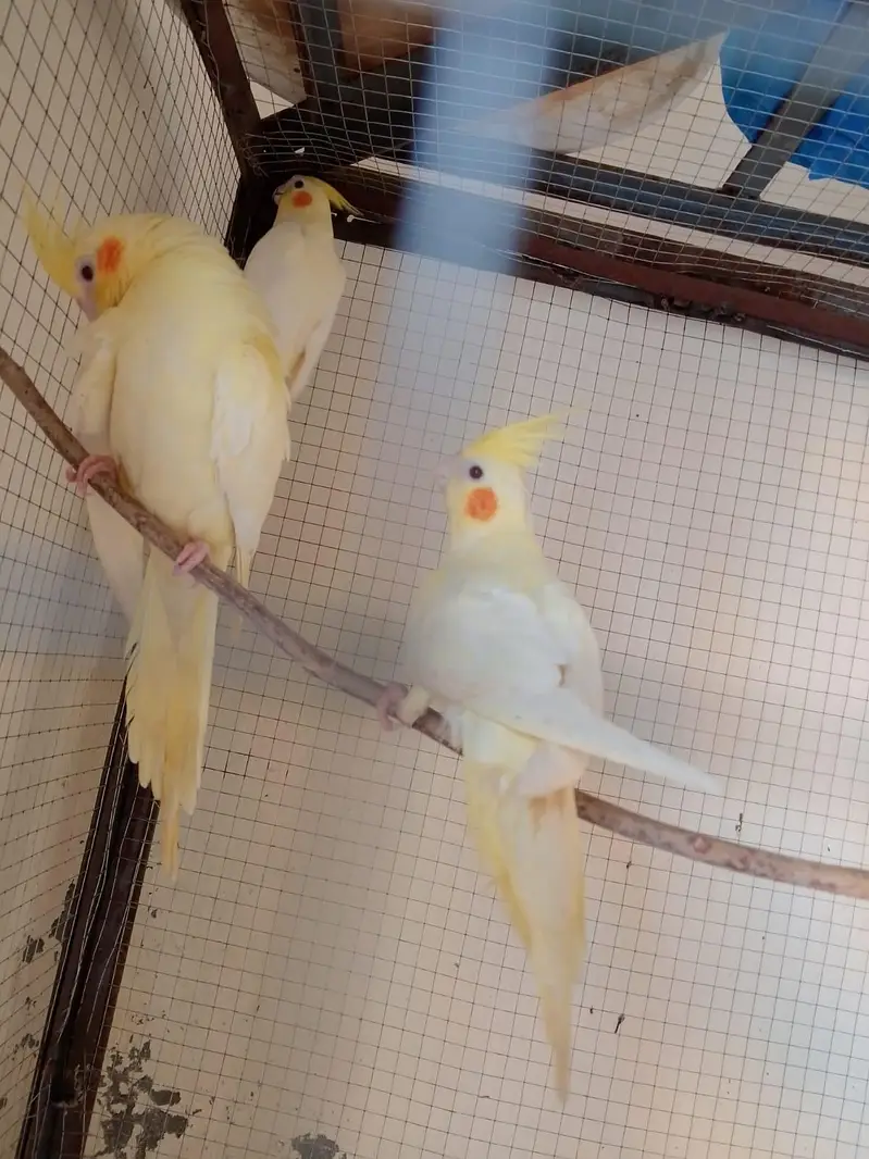 4 pair parrot one pair 4500 — photo 3