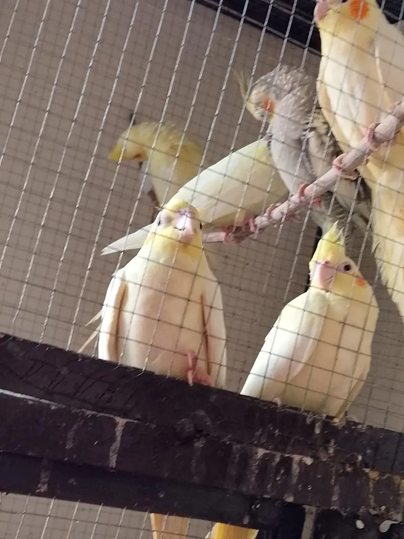 4 pair parrot one pair 4500 — photo 4