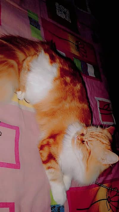 Persian cat tripal coat