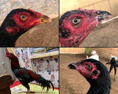 High quality aseel chicks Available  perents photos attech 03001670783
