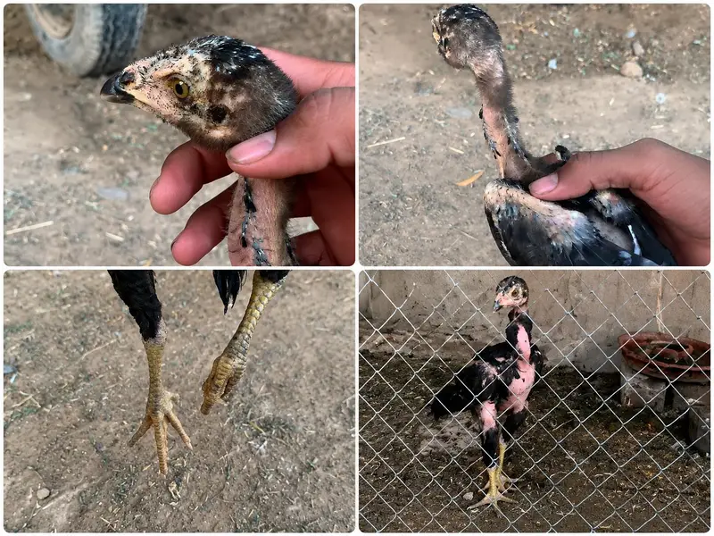 High quality aseel chicks Available  perents photos attech 03001670783 — photo 2