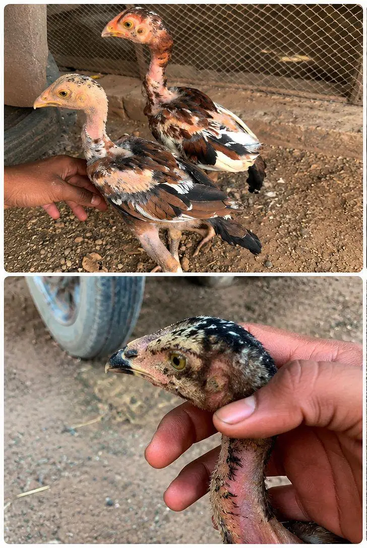 High quality aseel chicks Available  perents photos attech 03001670783 — photo 3