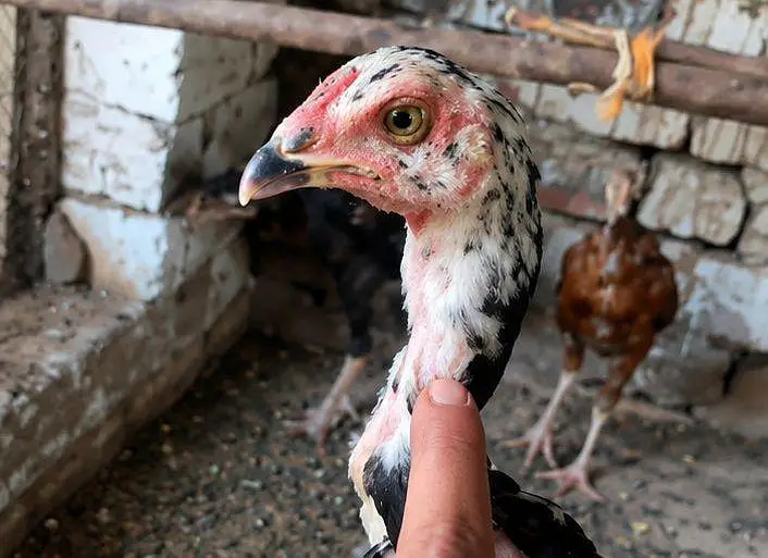 High quality aseel chicks Available  perents photos attech 03001670783 — photo 4